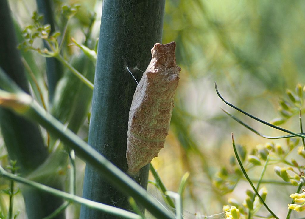 Vespa parassita da ID. No, Crisalide di macaone predata da Vespula germanica